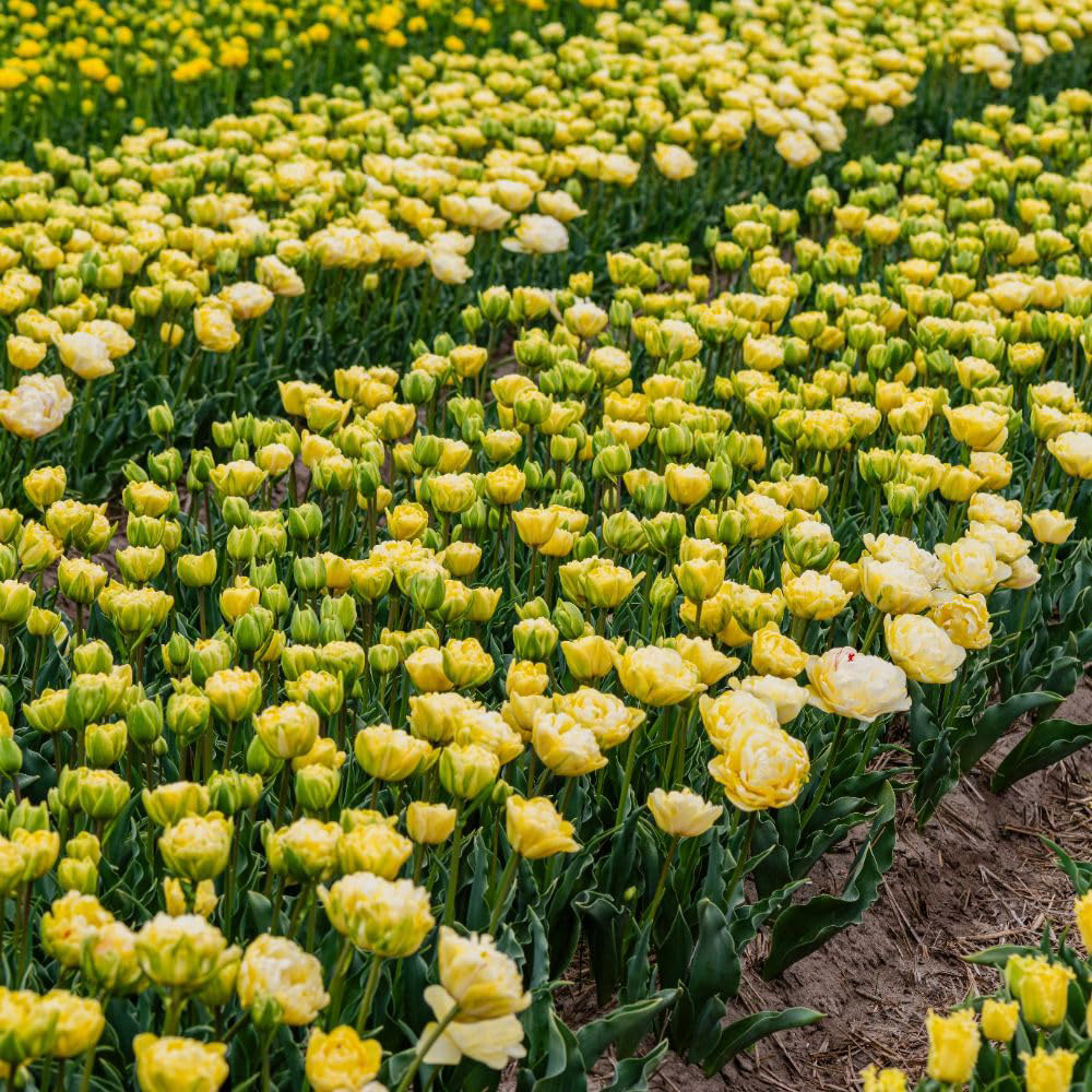 Thompson and Morgan Tulip Wedding Dream Planting Bulb 8 Pack Image 6