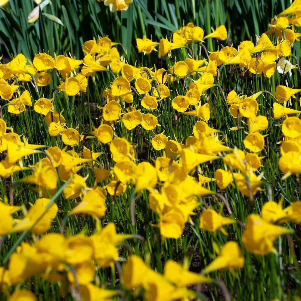Thompson and Morgan Daffodil Bulbicodum Planting Bulb 32 Pack Image 3