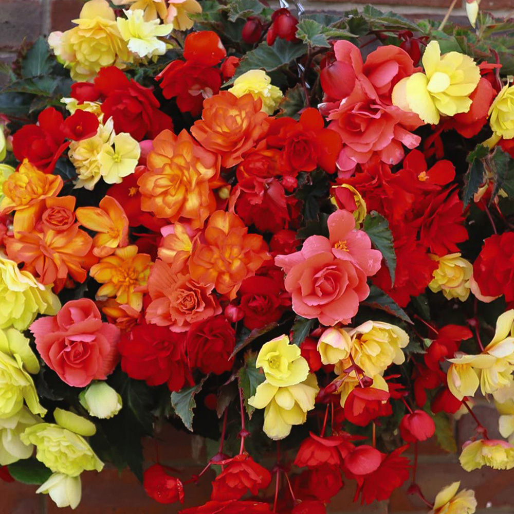Thompson and Morgan Begonia Illumination Mixed Garden Ready Plant 30 Pack Image 3