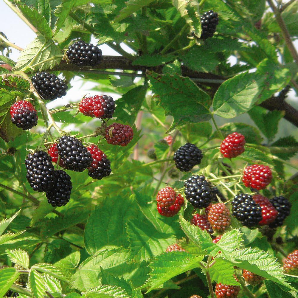 Thompson and Morgan Blackberry Loch Ness Potted Plant 9cm 2 Pack Image 1
