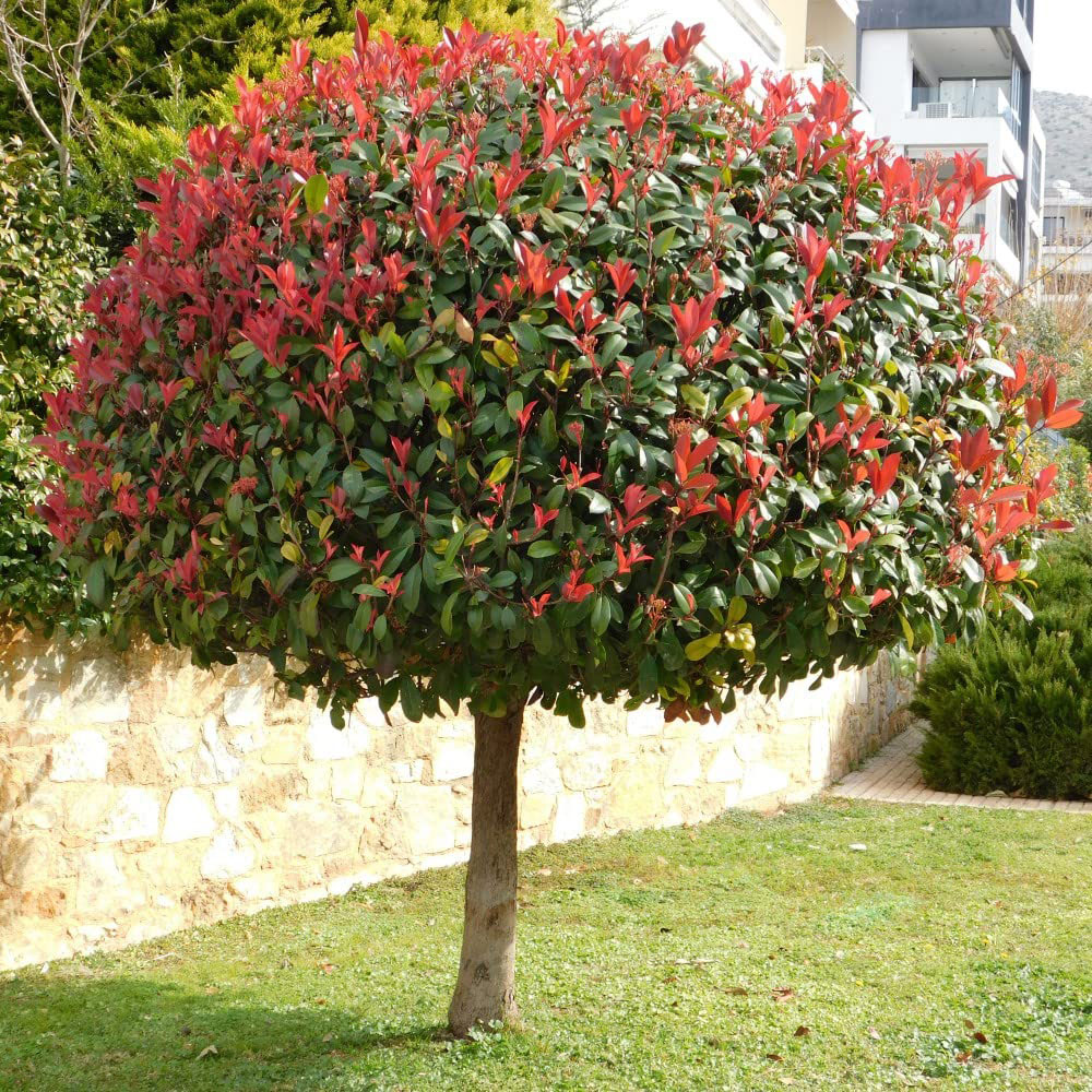 Thompson and Morgan Photinia Red Robin Plant Pot 3L Image 3