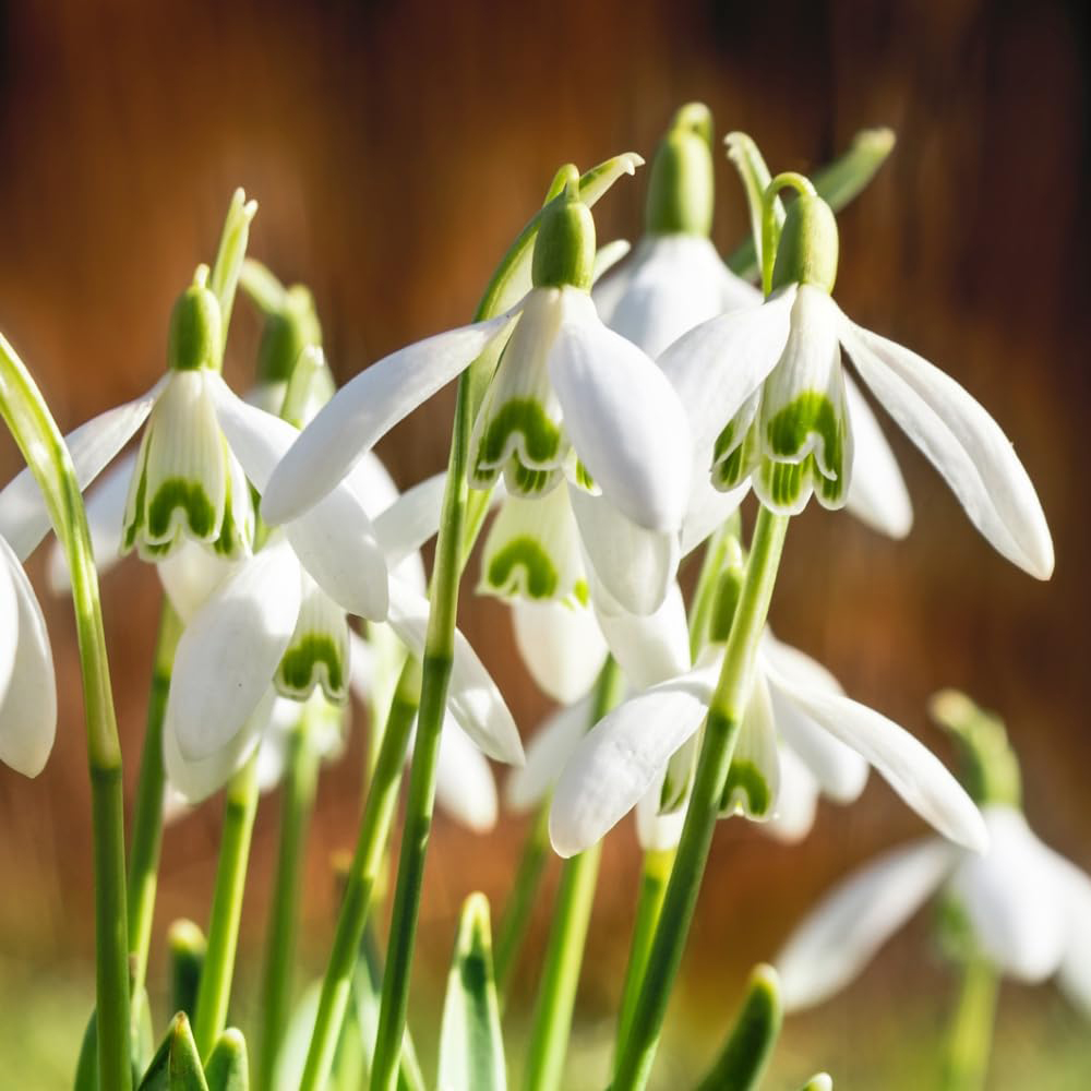 Thompson and Morgan Christmas Gift Snowdrops Plant in Cream Zinc Pot 13cm Image 2