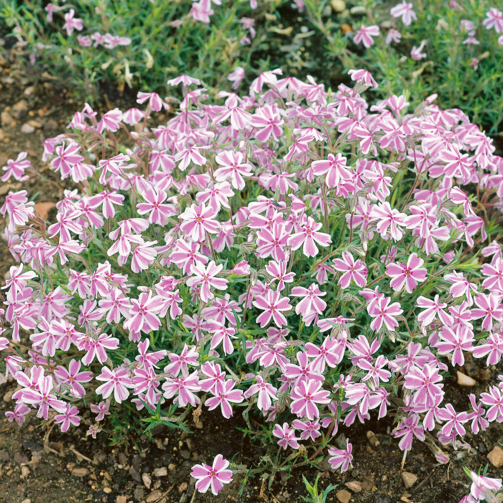 wilko Creeping Phlox Collection Plug Plant 12 Pack Image 3