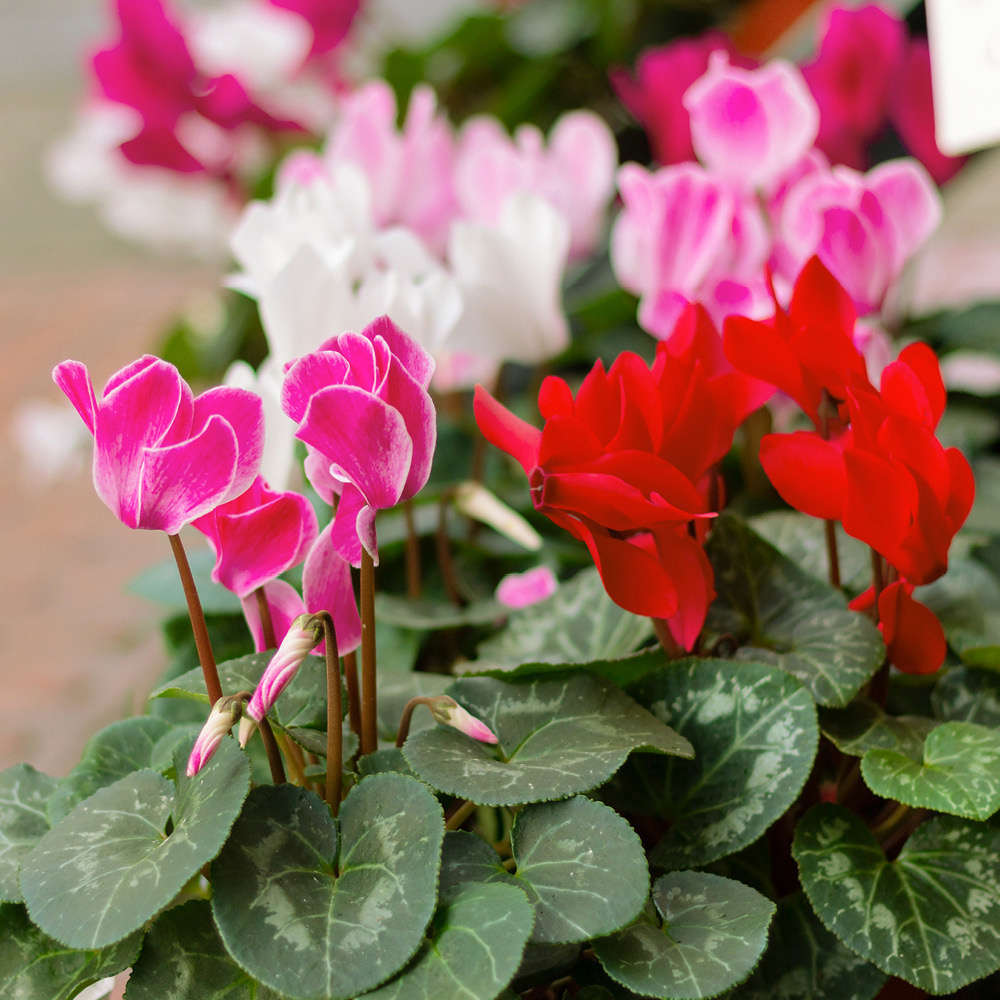 YouGarden Cyclamen Mix Plant in Pot 10.5cm 6 Pack Image 2