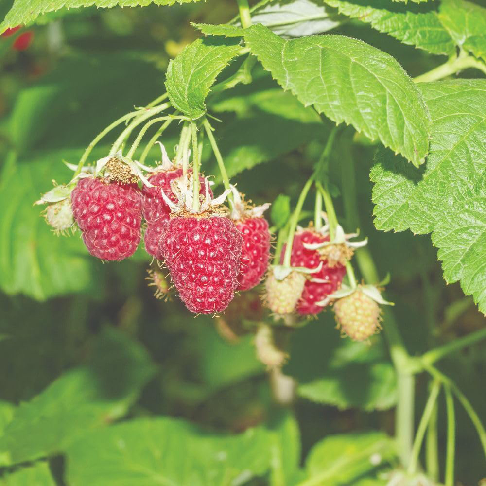 Thompson and Morgan Organic Raspberry Tulameen Plant Pot 2L 2 Pack Image 1