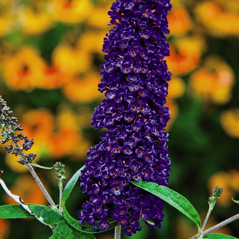 Thompson and Morgan Buddleja Davidii Black Knight Plant Pot 3L Image 4