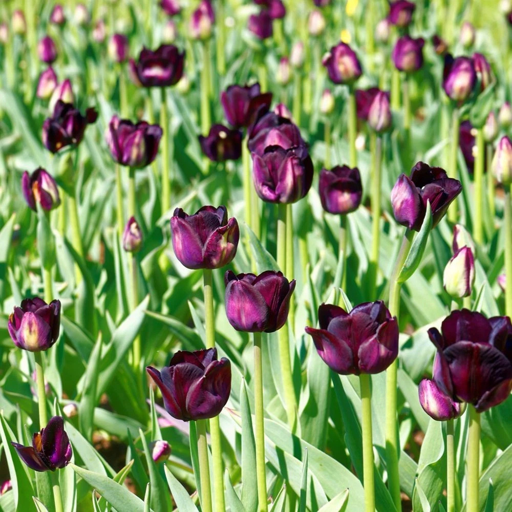 Thompson and Morgan Tulip Paul Scherer Autumn Planting Bulb 16 Pack Image 4