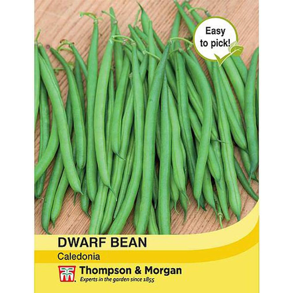 Thompson & Morgan Bean Dwarf Caledonia 100 Seeds Packet Image 2