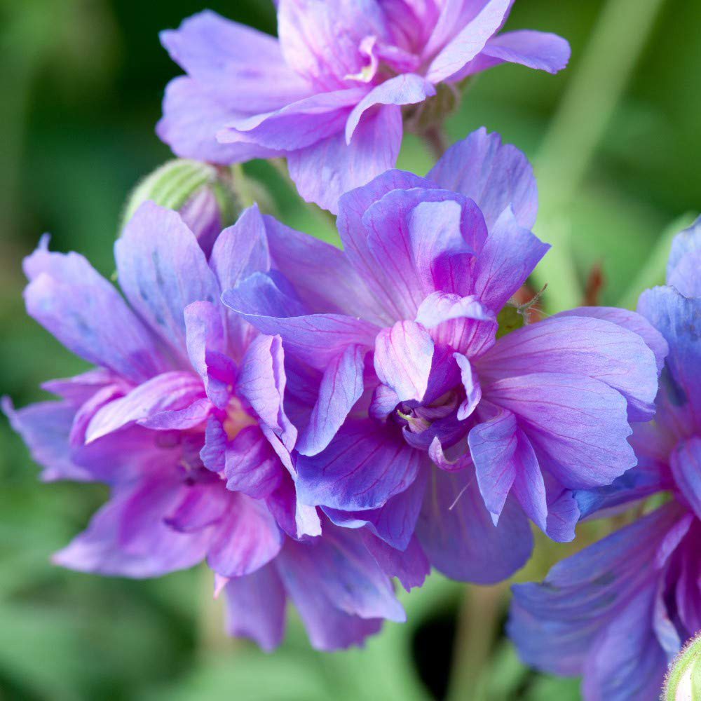 Thompson and Morgan Geranium Double Plenum Caeruleum Bare Root Image 1