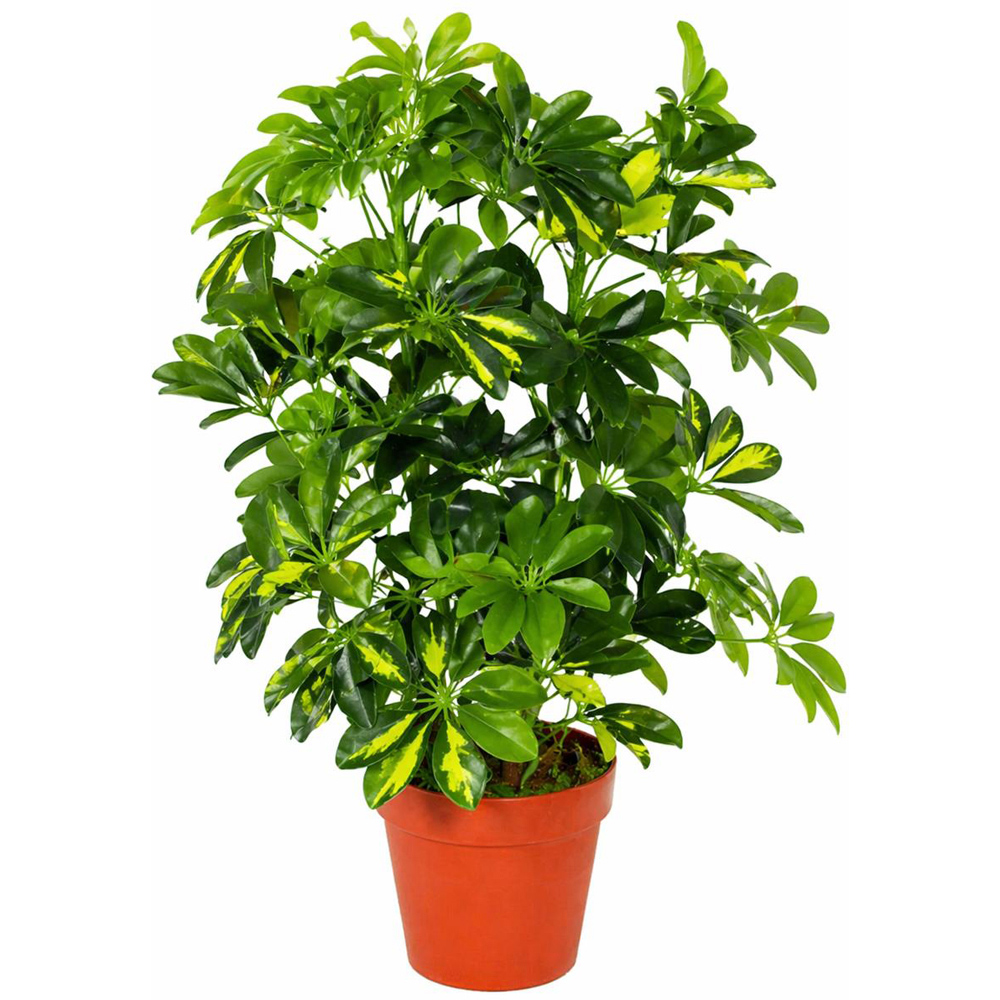 Leaf Arboricola Golden Capella Artificial Plant in Pot 75cm Image