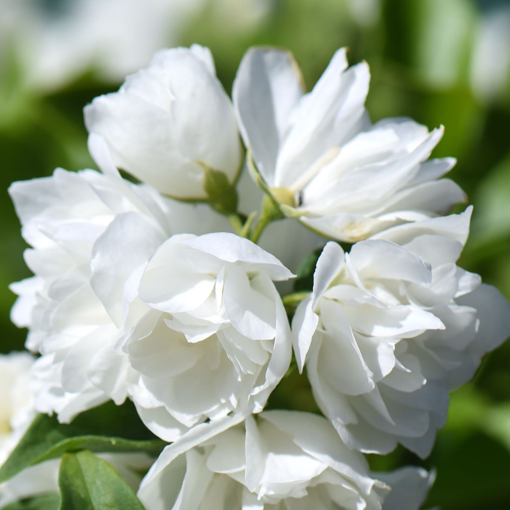 Thompson and Morgan Philadelphus Virginal Plant Pot 3.6L Image 1