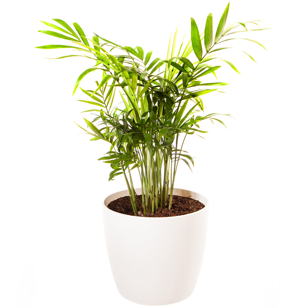 Wilko Houseplant Collection with Pots and Feed Image 5