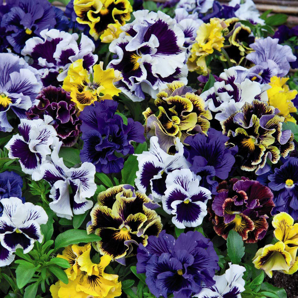 Thompson and Morgan Pansy Frizzle Sizzle Mixed Plant 24 Pack Image 2
