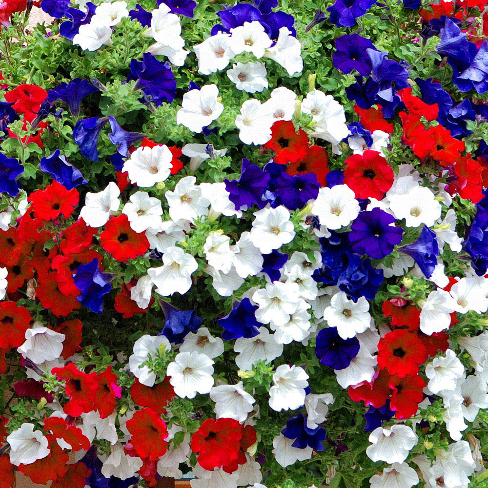 YouGarden Preplanted Petunia Patriotic Rattan Hanging Basket 35cm 2 Pack Image 1