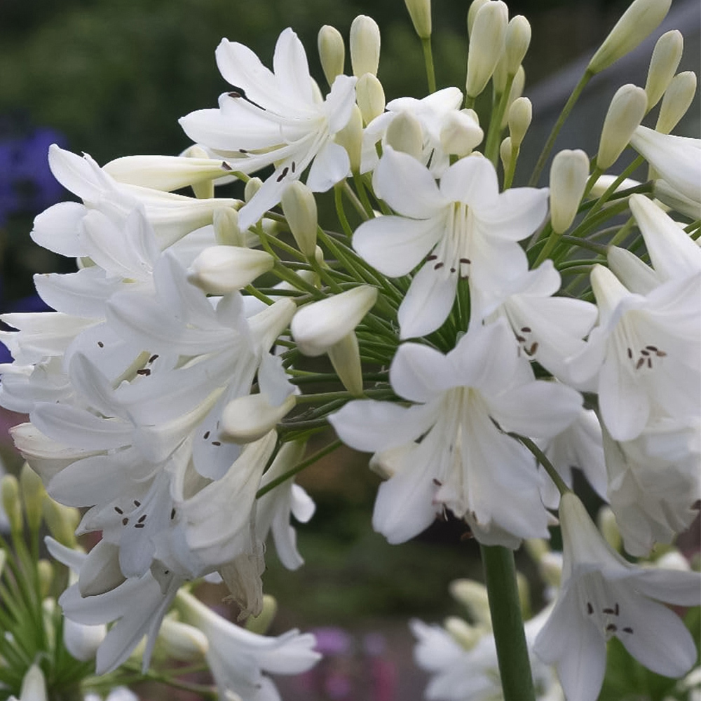 Thompson and Morgan Agapanthus Arctic Star Plant Pot 9cm 3 Pack Image 2