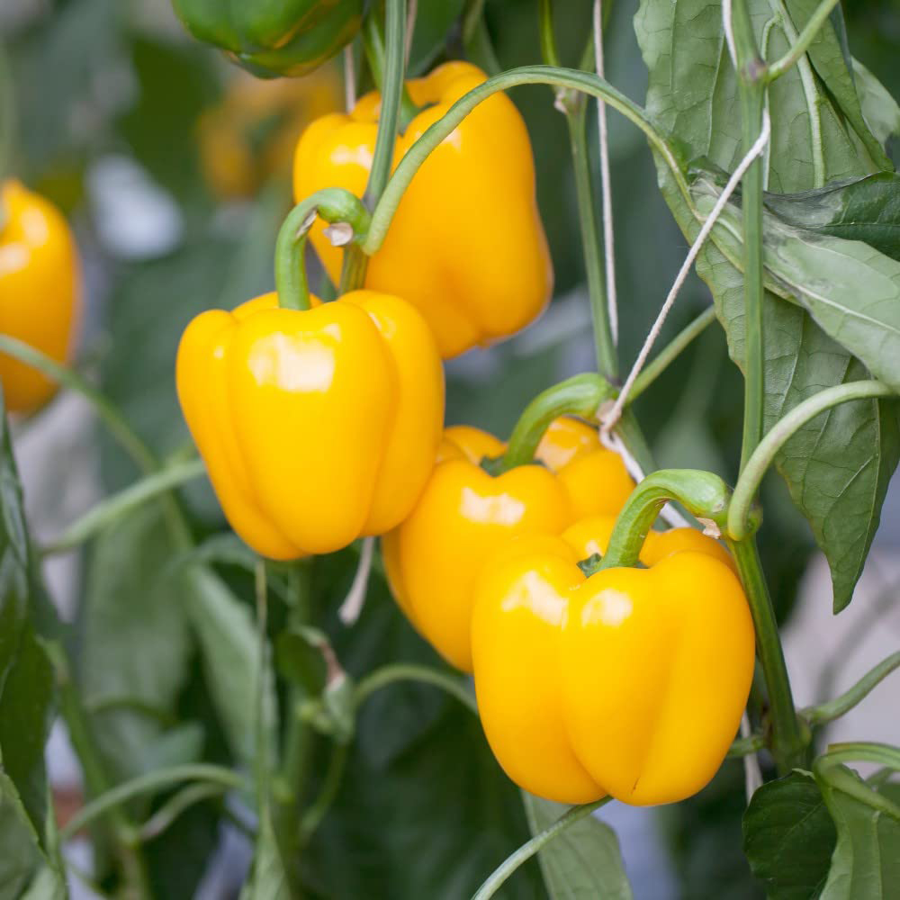 Thompson & Morgan Pepper Grafted Sweet Campor Postiplug Plant 3 Pack Image