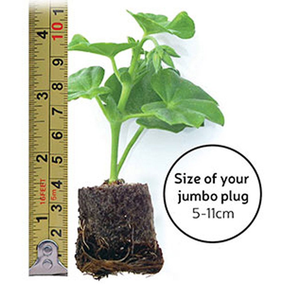 Thompson and Morgan Thunbergia Sunny Susy Tower Pot Collection Plug Plant 10 Pack Image 6