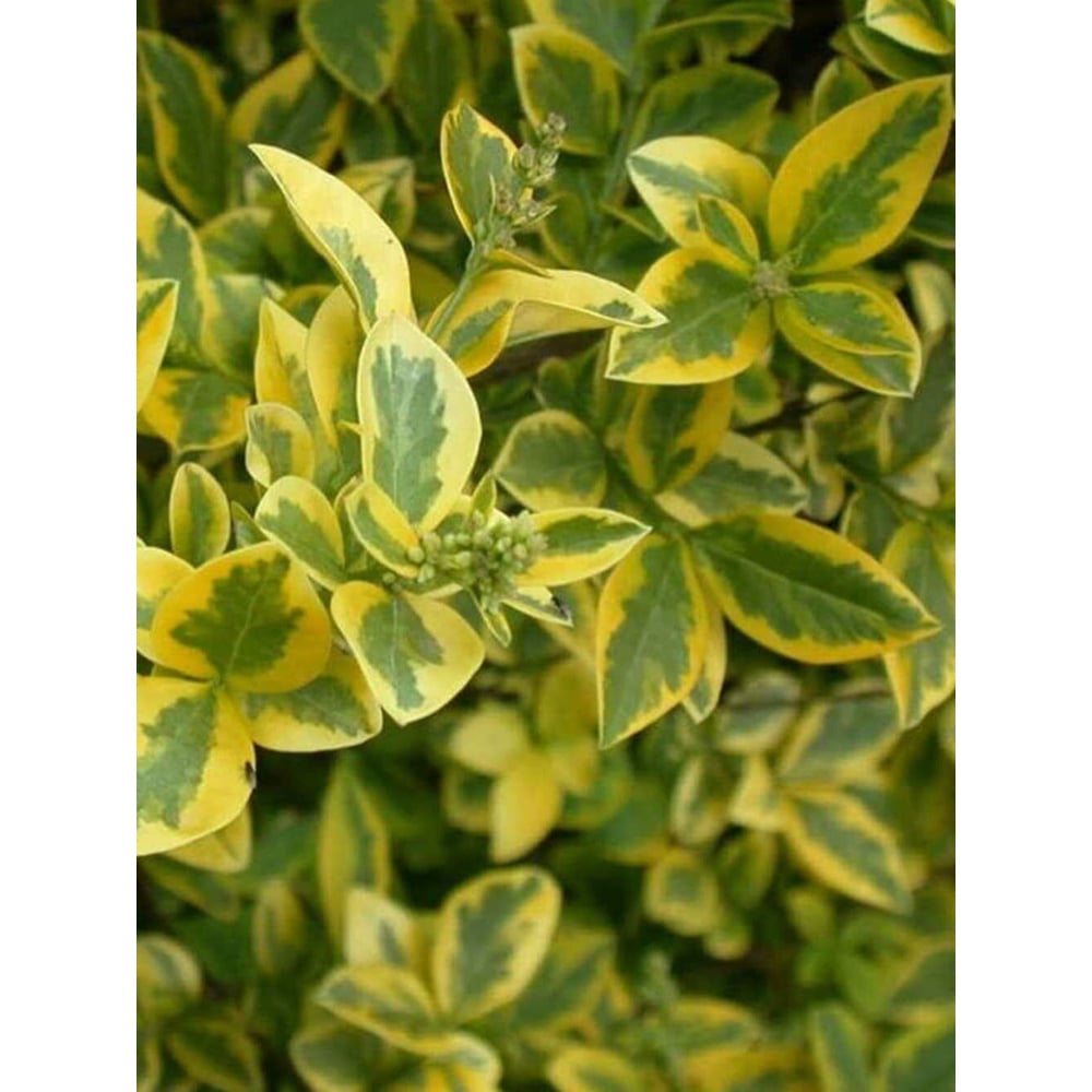 Inspirational Gifting Golden Privet Bare Root Hedge Plant Sapling 30-60cm 5 Pack Image 6
