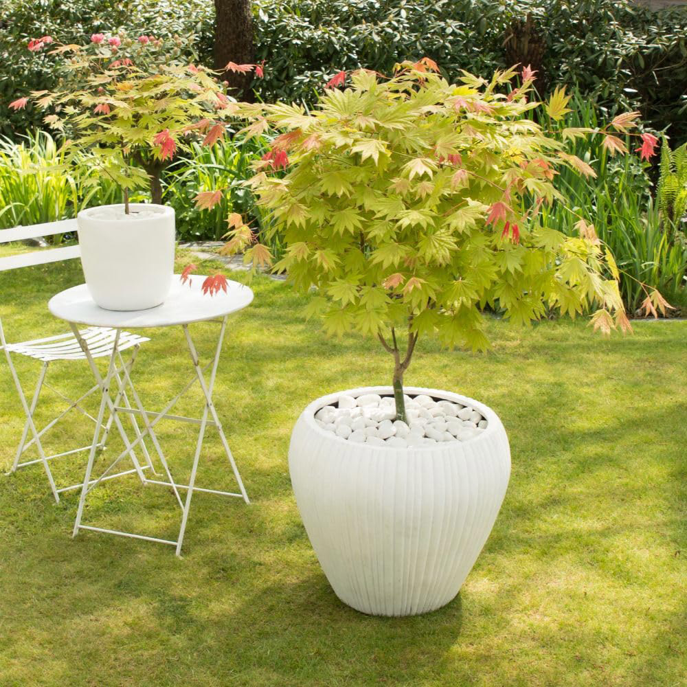 Thompson and Morgan Acer Shirasawanum Moonrise Plant Pot 15cm Image 3
