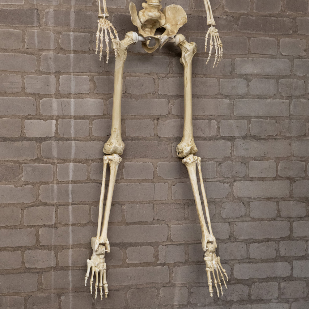 Samuel Alexander Posable Full Body Skeleton Halloween Decoration 5ft Image 8