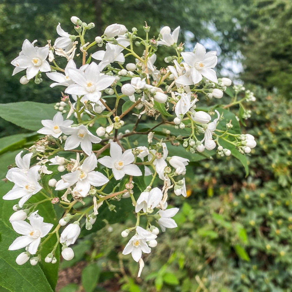 Thompson and Morgan Deutzia setchuenensis corymbiflora Plant Pot 3.5L Image