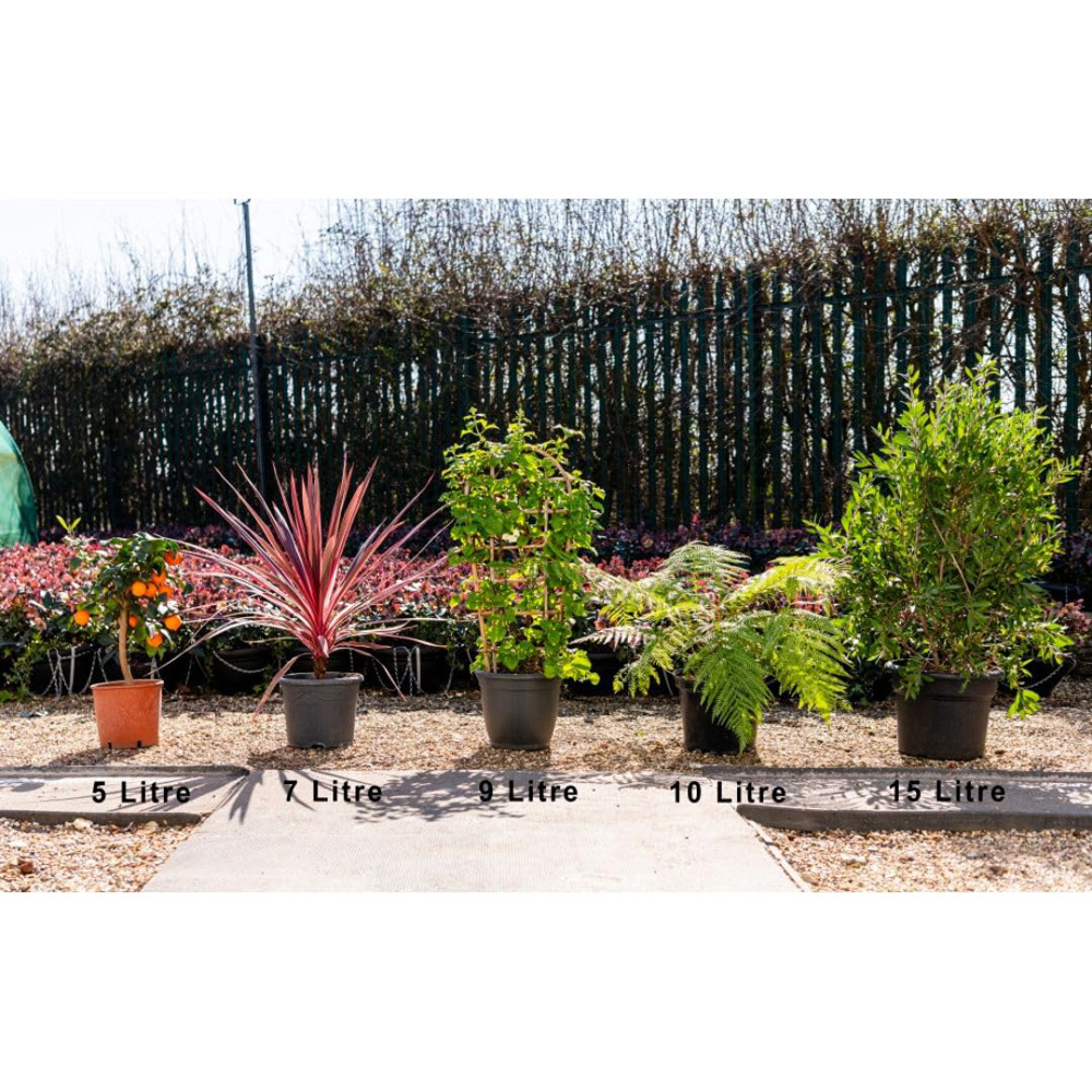 Thompson and Morgan Fagus Sylvatica Mercedes Plant Pot 10L Image 3