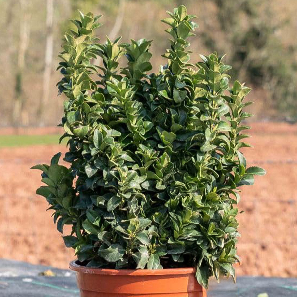 Thompson and Morgan Euonymus Japonicus Green Rocket Plant Pot 9cm 3 Pack Image 1