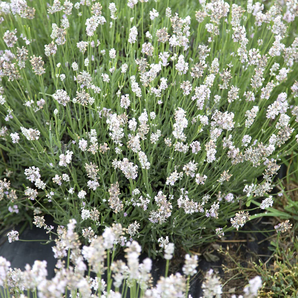 Thompson and Morgan Lavandula Lavender Angustifolia Arctic Snow Potted Plant 9cm Image 4