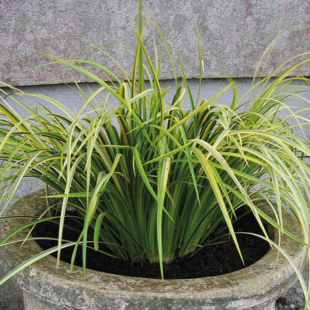 Thompson and Morgan Grass Acorus Gramineus Ogon Plant Pot 9cm Image 1