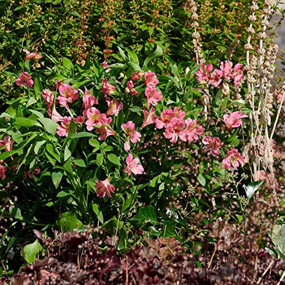 Thompson and Morgan Alstroemeria Summer Rose Plant 3 Pack Image 2