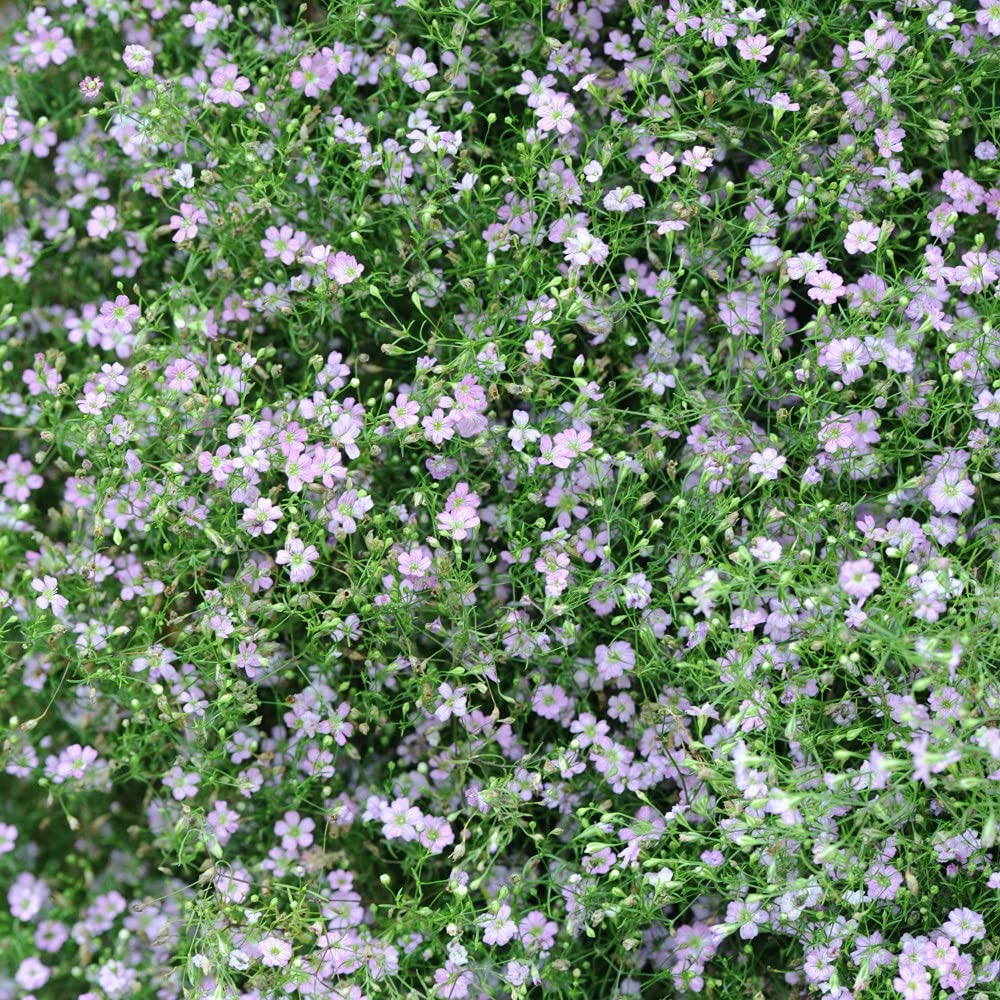 Thompson & Morgan Gypsophila Rosea Bare Root 6 Pack Image 2