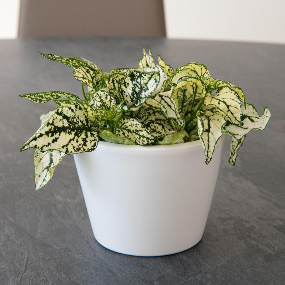 Thompson and Morgan Hypoestes Phyllostachya White Plant Pot 9cm 3 Pack Image 1
