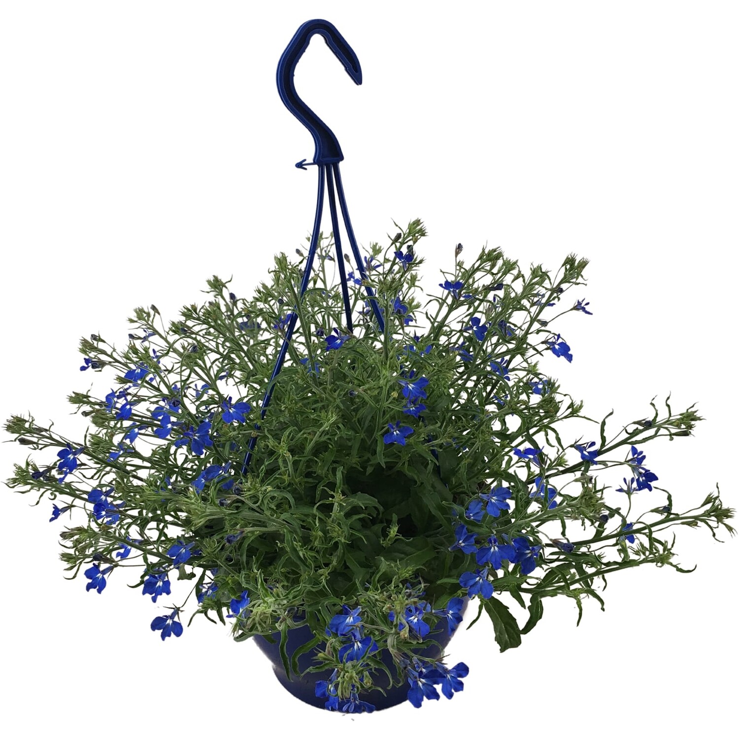 Lobelia Hanging Basket Image