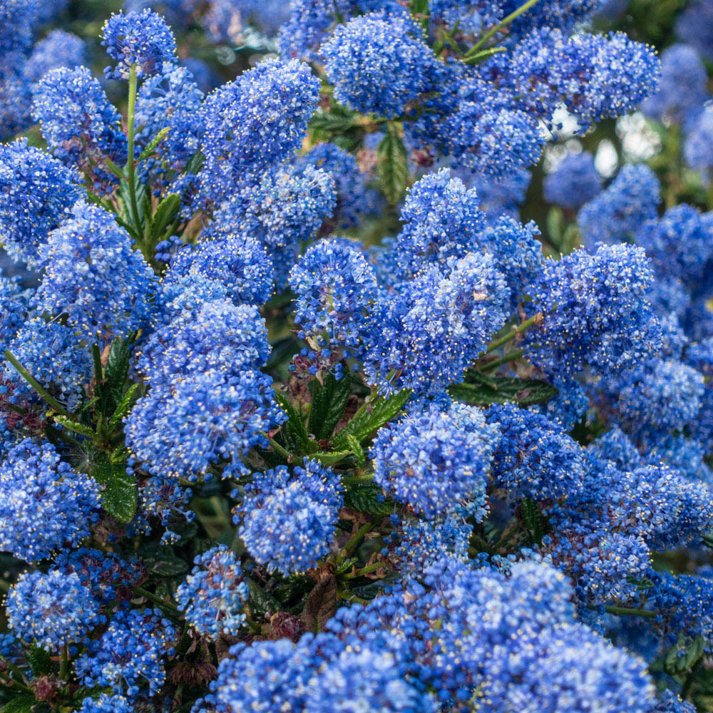 YouGarden Ceanothus Thyrsiflorus Repens Plant Pot 3 Pack Image 1