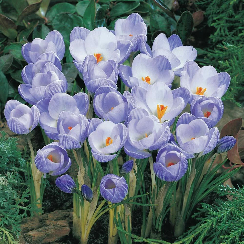 Thompson and Morgan Crocus Bicolour Mix Planting Bulb 20 Pack Image 3