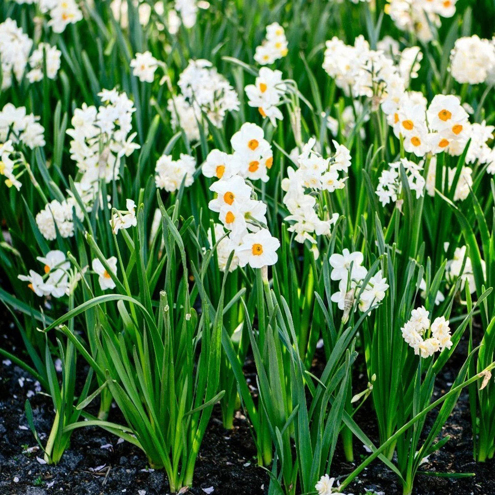 Thompson and Morgan Daffodil Most Scented Mixed Planting Bulb 21 Pack Image 4