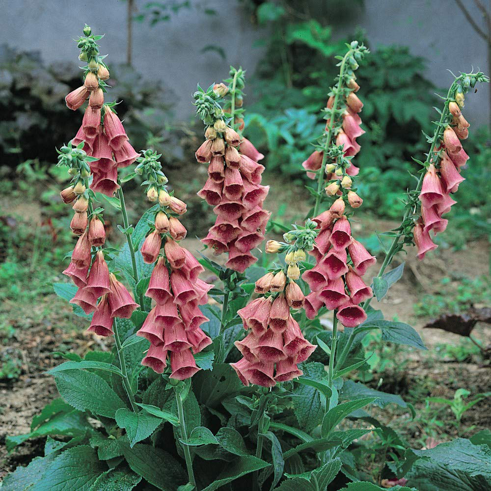 Thompson & Morgan Foxglove Summer King Seeds Image