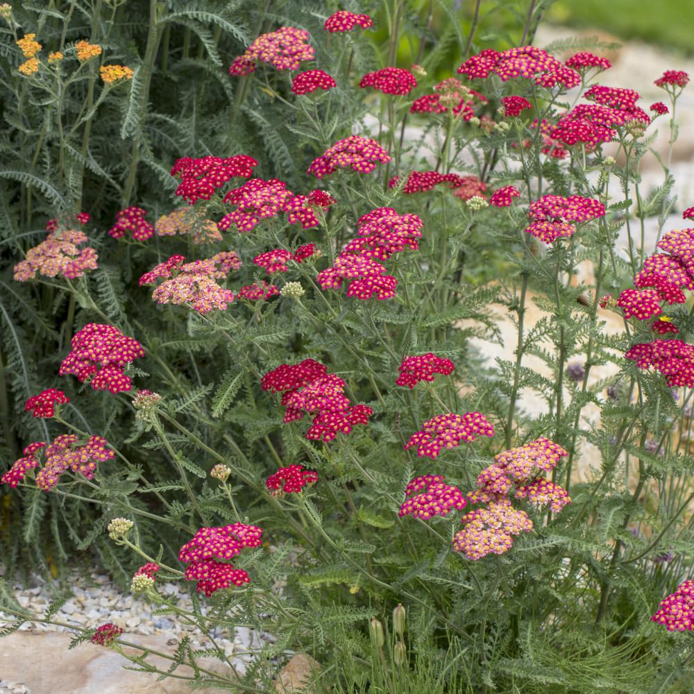 Thompson and Morgan Achillea Cerise Queen Plant Pot 3L Image 4