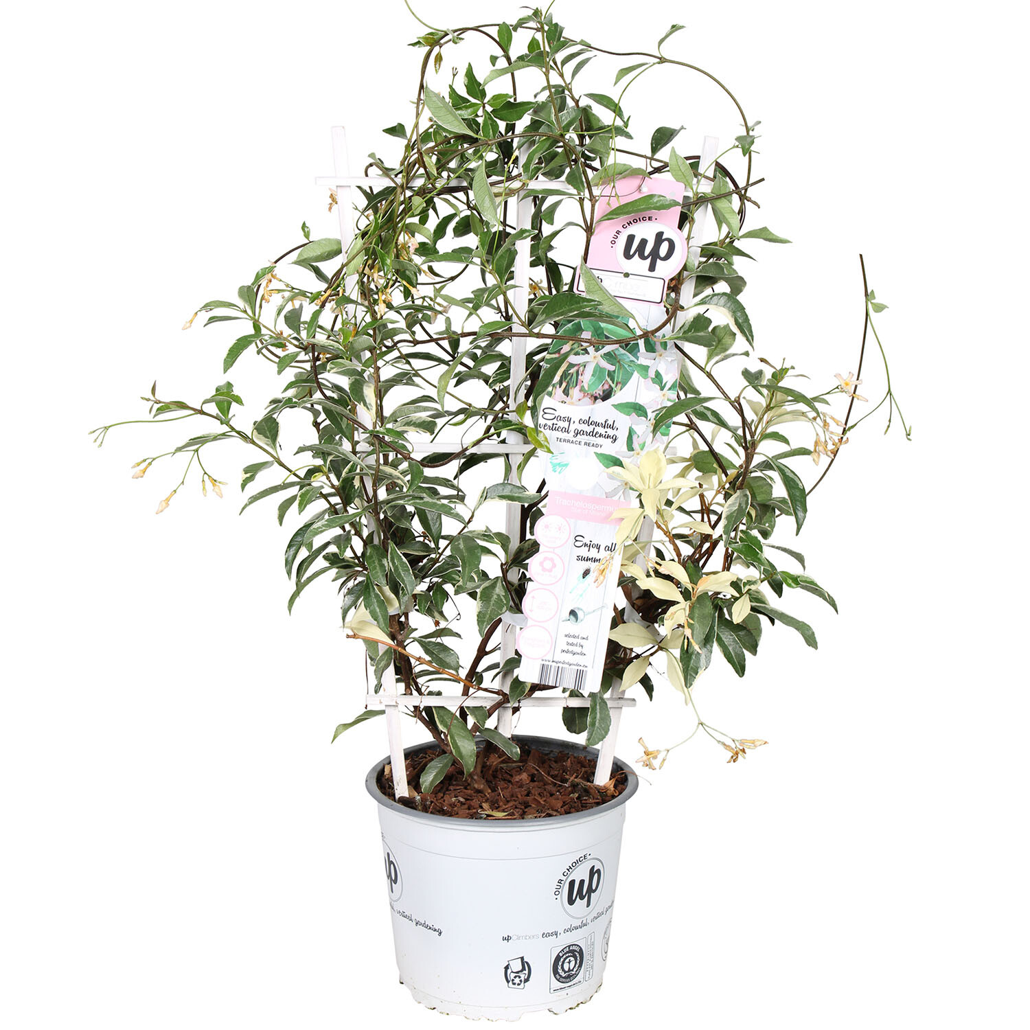 Trachelospermum Star of Milano - Green Image