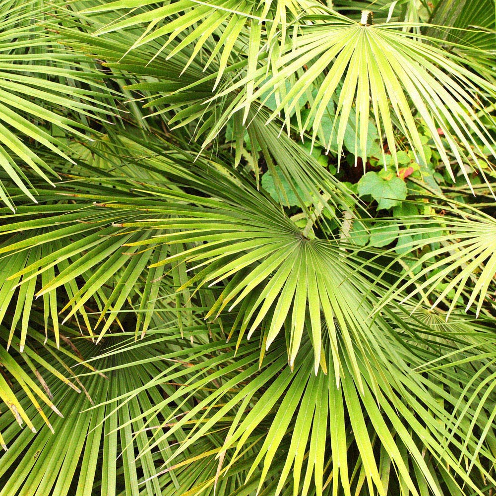 YouGarden Chamaerops Compacta Volcano Palm Plant Image 1