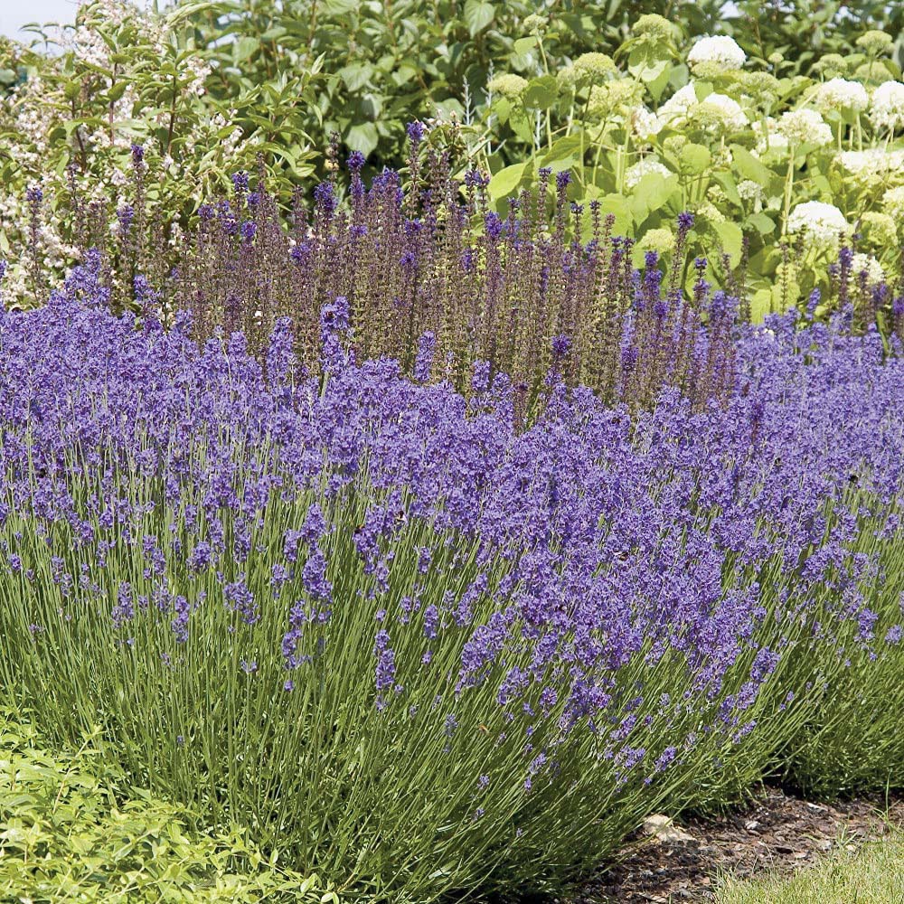 Thompson and Morgan Lavender Hidcote Jumbo Plugs 3 Pack Image 3