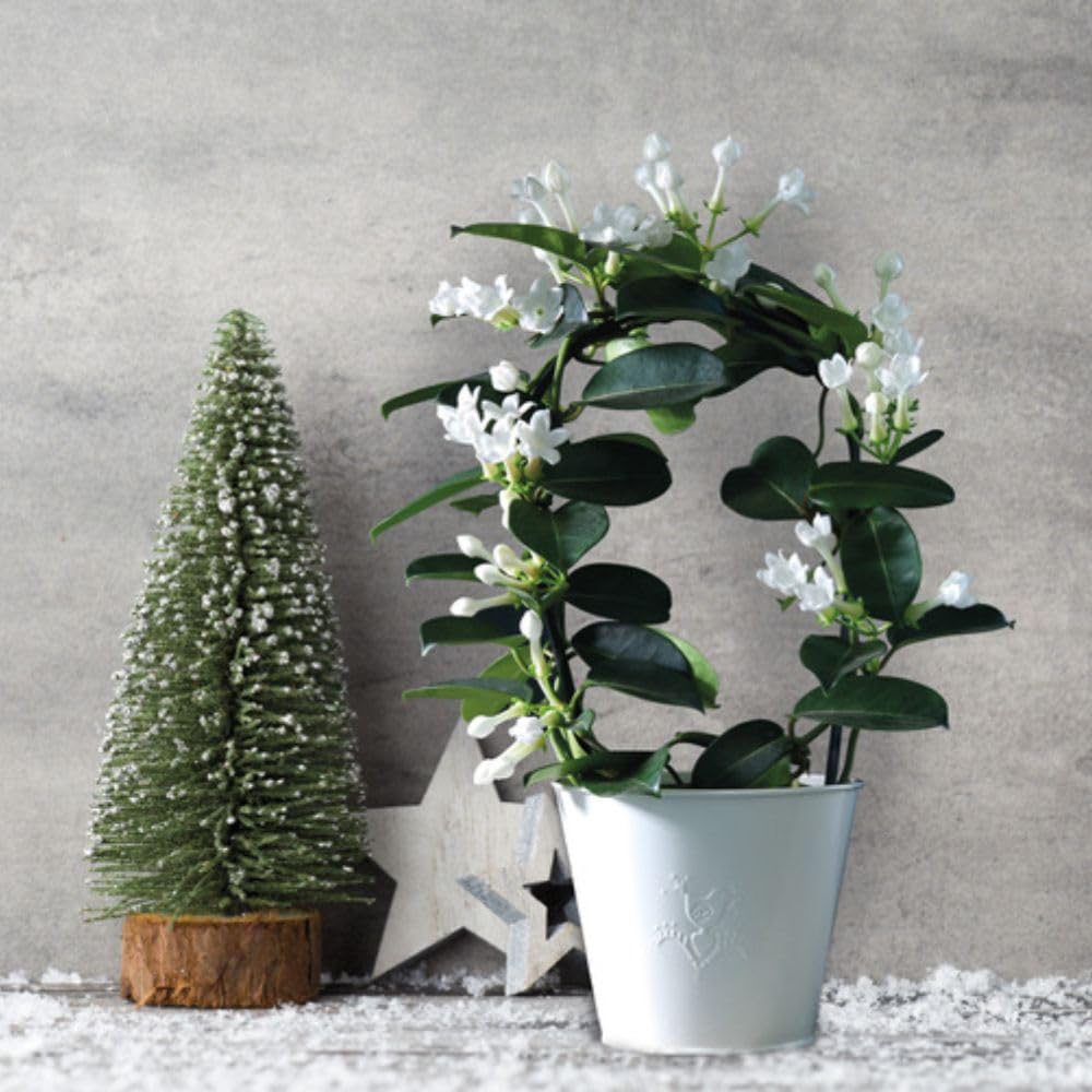 Thompson and Morgan Christmas Gift Stephanotis Floribunda Plant in Zinc Cachepot 12cm 2 Pack Image 3