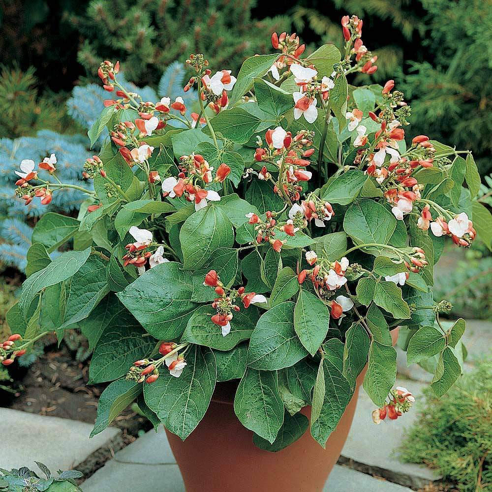 Thompson and Morgan Runner Bean Hestia Dwarf Seeds Image 1