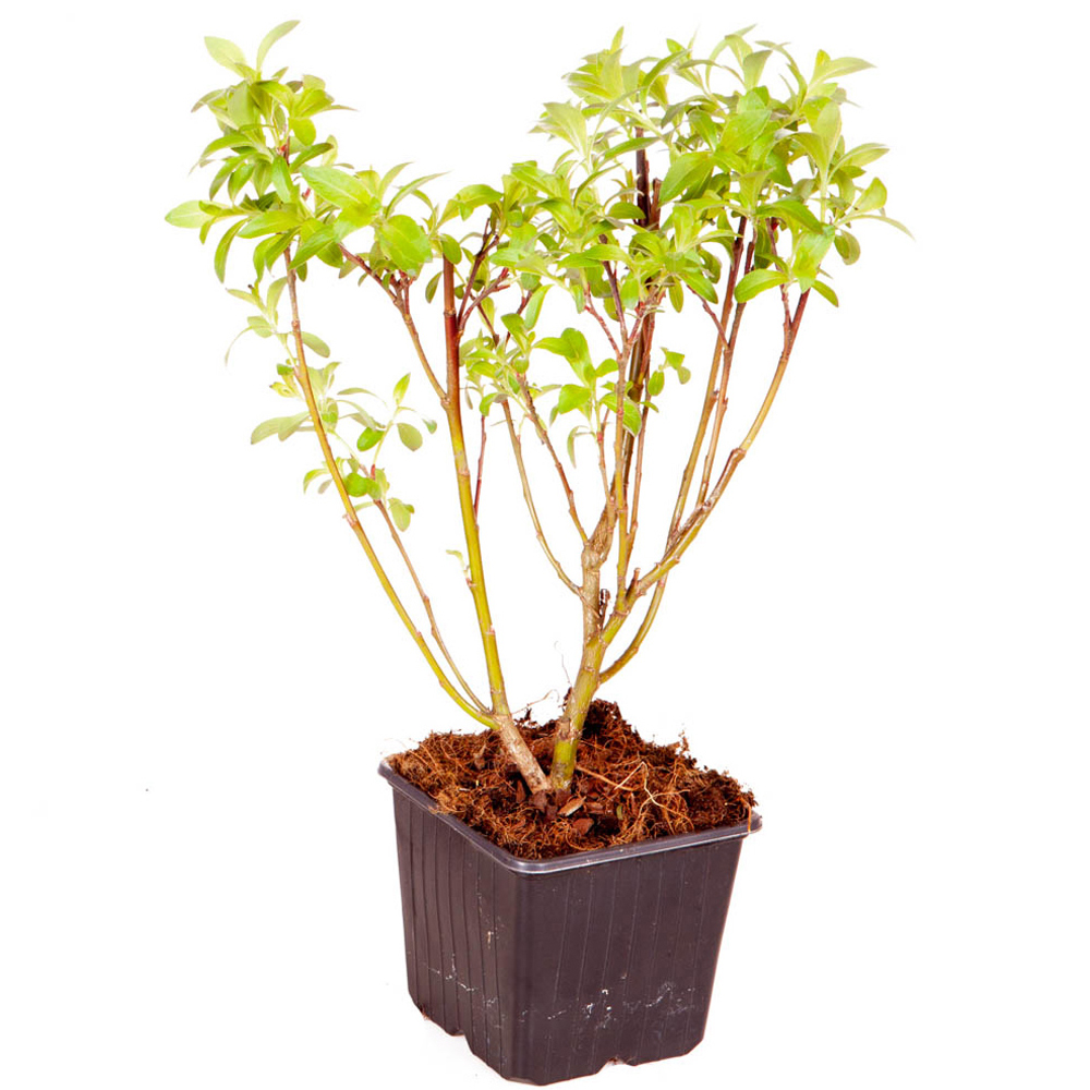 wilko Salix Gracilistyla Mount Aso Plant Pot 3 Pack Image 3