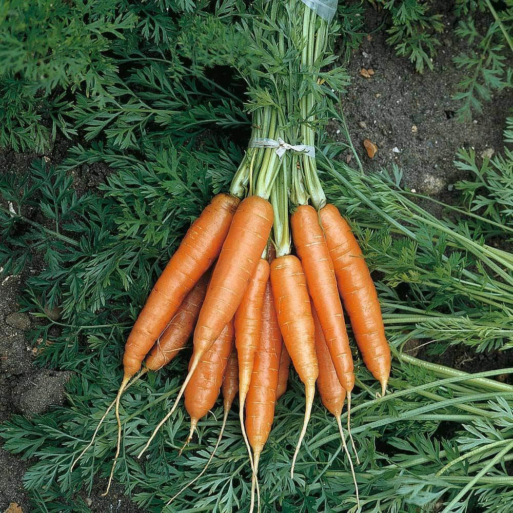 Thompson & Morgan Organic Carrot Nantes 2 1000 Seeds Packet Image 1