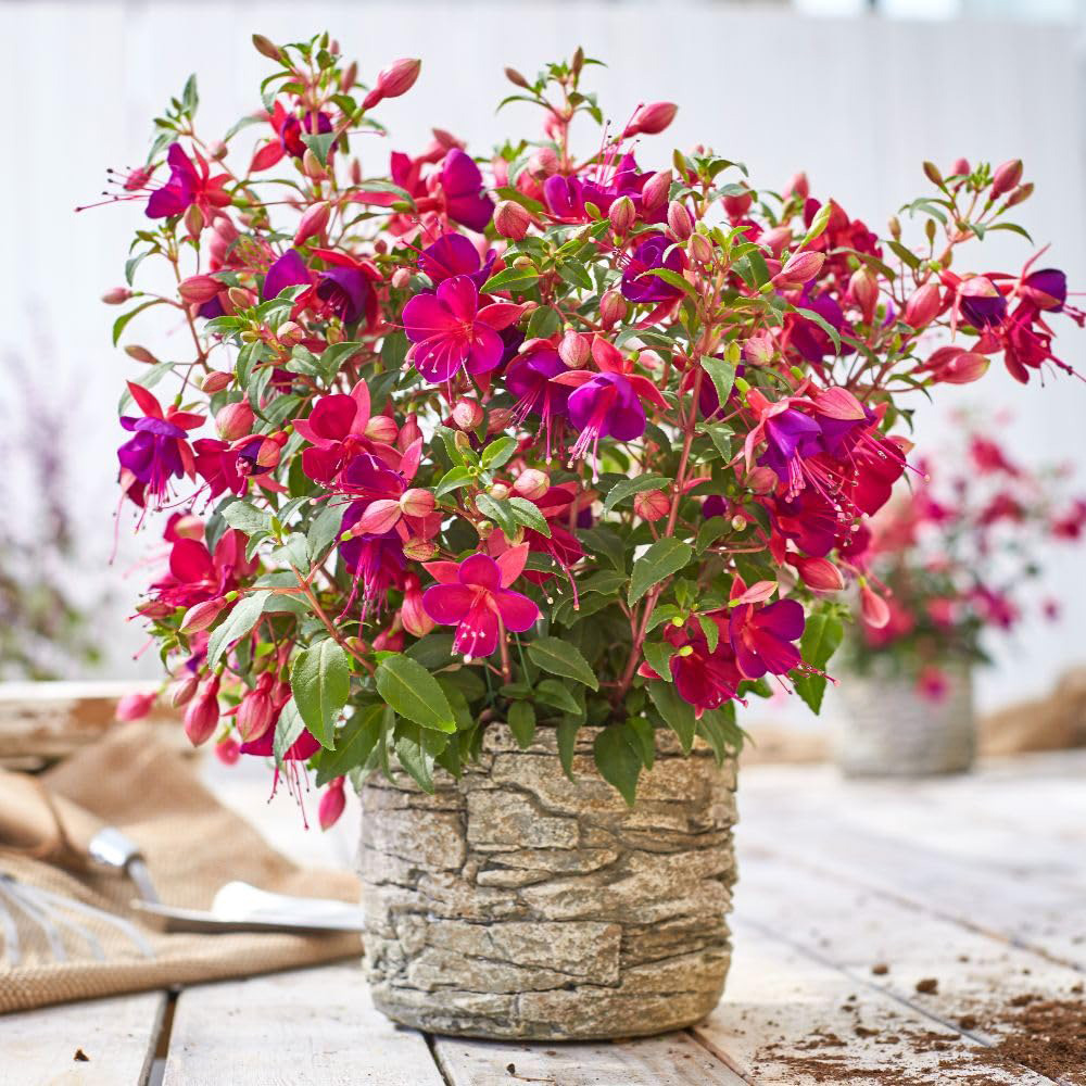 Thompson and Morgan Fuchsia Fuchsita Magenta Purple Plant Pot 3L Image 2