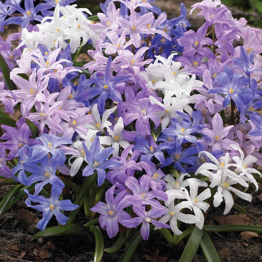 Thompson and Morgan Chionodoxa Mixed Glory Of The Snow Planting Bulb 160 Pack Image 1