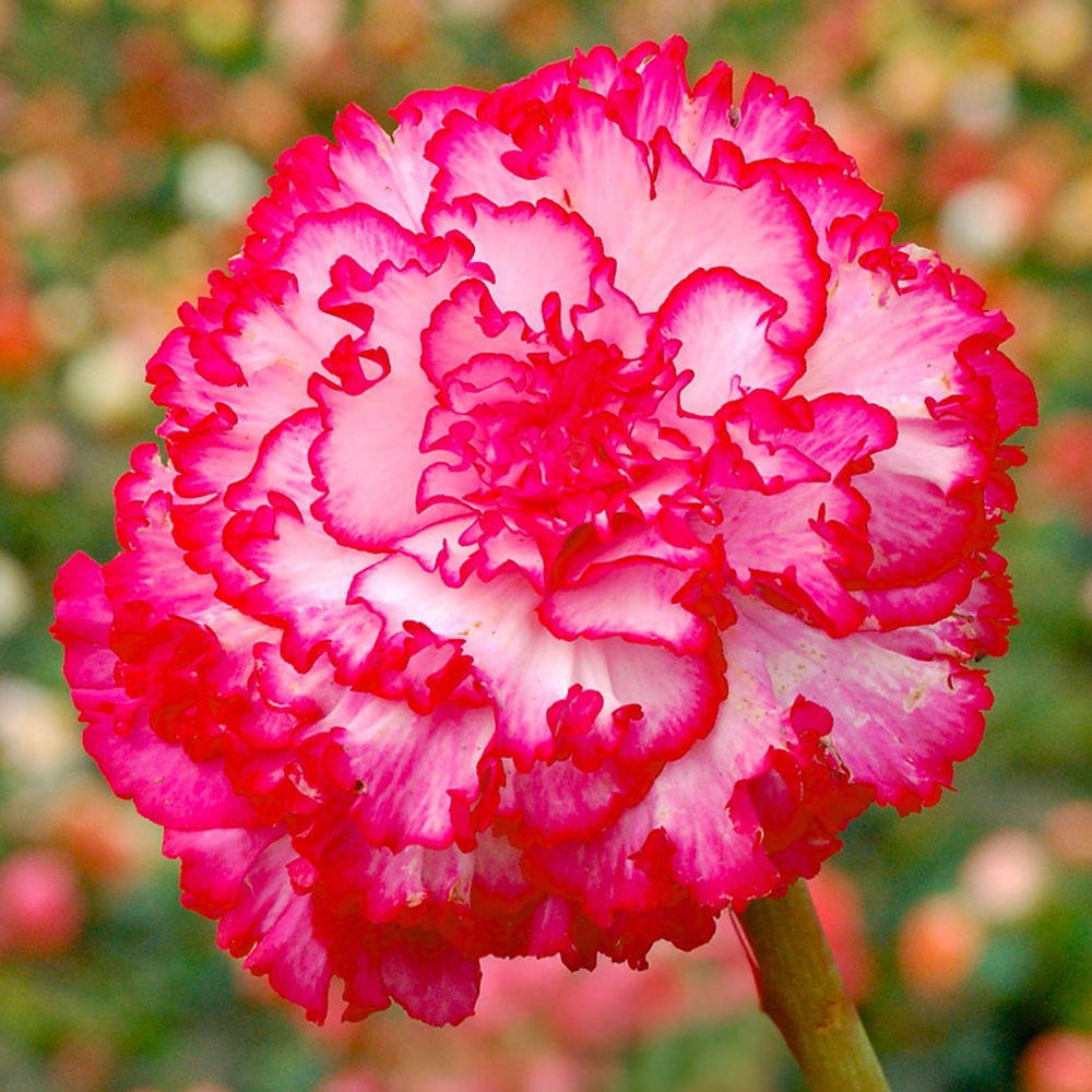 YouGarden Belgian Upright Giant Begonia Tuber 10 Pack Image 1