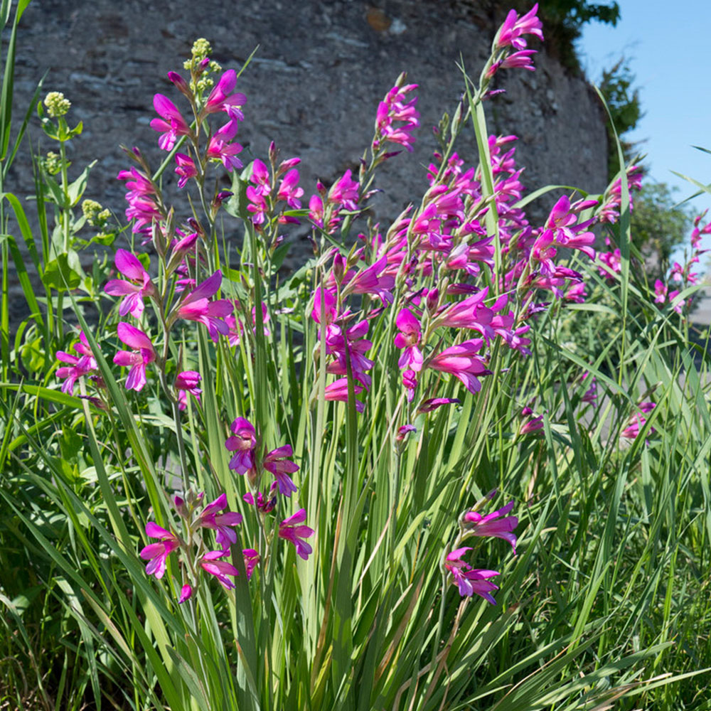 wilko Byzantine Gladiolus Planting Bulb 35 Pack Image 2