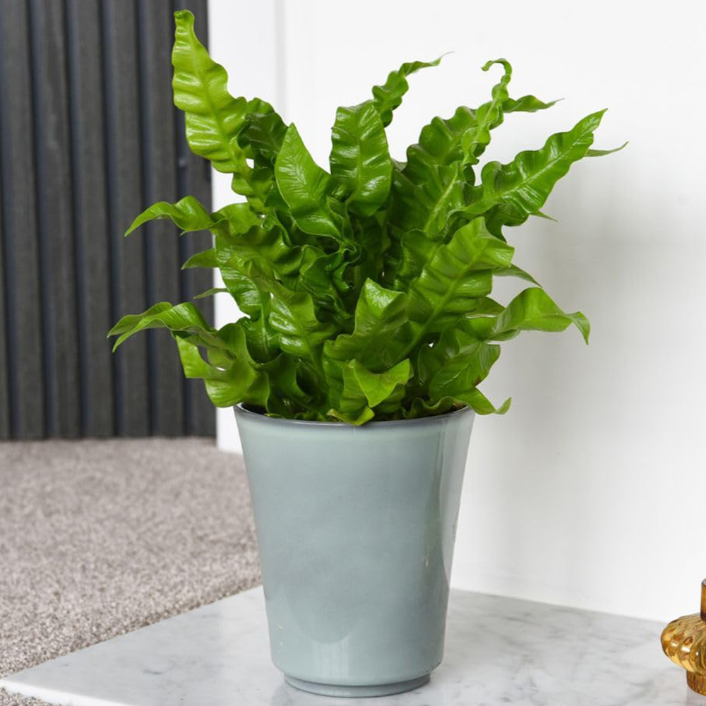 Thompson and Morgan Asplenium Nidus Crispy Wave Plant Pot 12cm 2 Pack Image 1